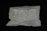L型管狀獵食痕化石藏品圖，第2張